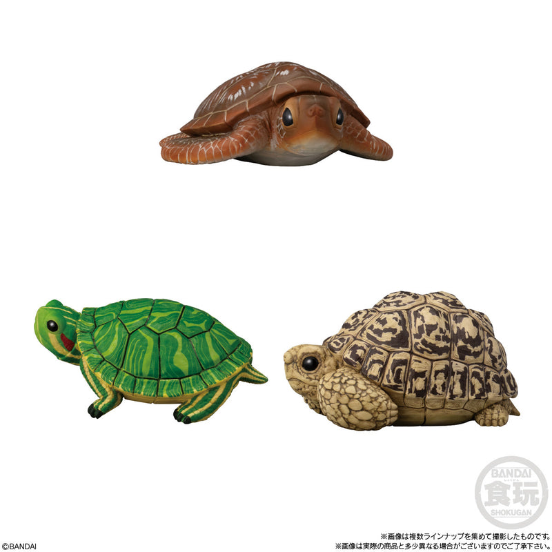 Reptiles & Amphibians (Display of 12) | Tenori Friends 11