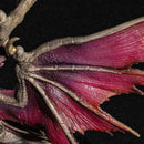 Silver Duke Dragon Malzeno | Capcom Figure Builder Cube