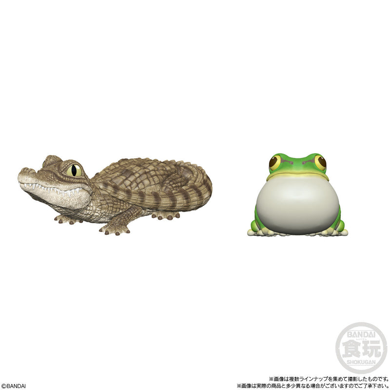 Reptiles & Amphibians (Display of 12) | Tenori Friends 8