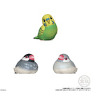 Popular Birds (Display of 12) | Tenori Friends 10