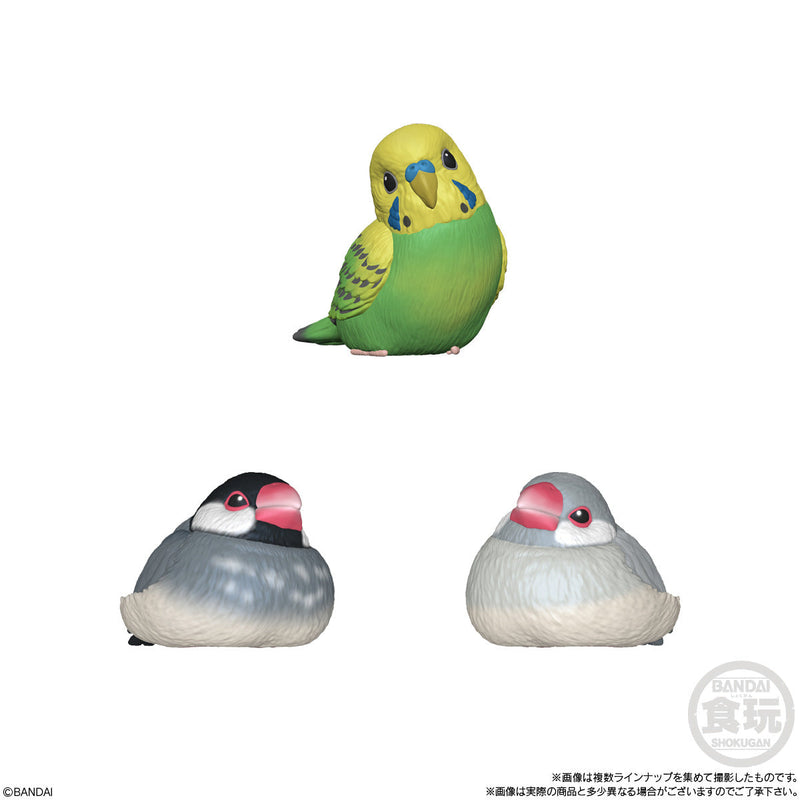 Popular Birds | Tenori Friends 10