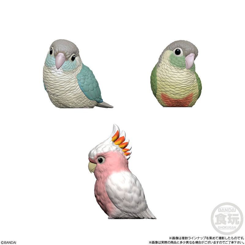 Popular Birds (Display of 12) | Tenori Friends 10