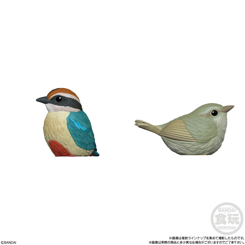 Popular Birds (Display of 12) | Tenori Friends 10