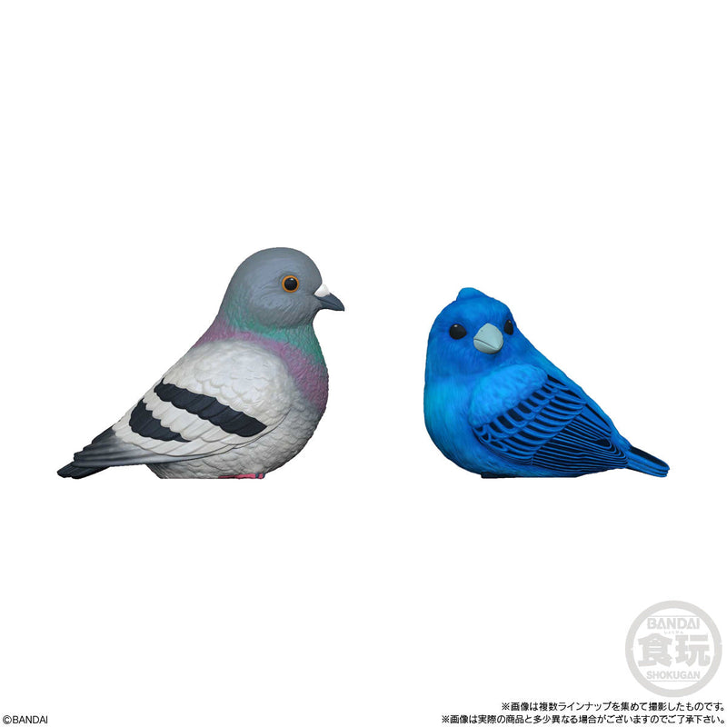 Popular Birds | Tenori Friends 10