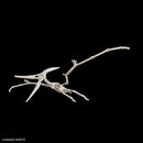 Pteranodon | PLANNOSAURUS Model Kit