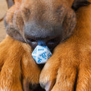 Q Workshop DOGS Dice Set: Max