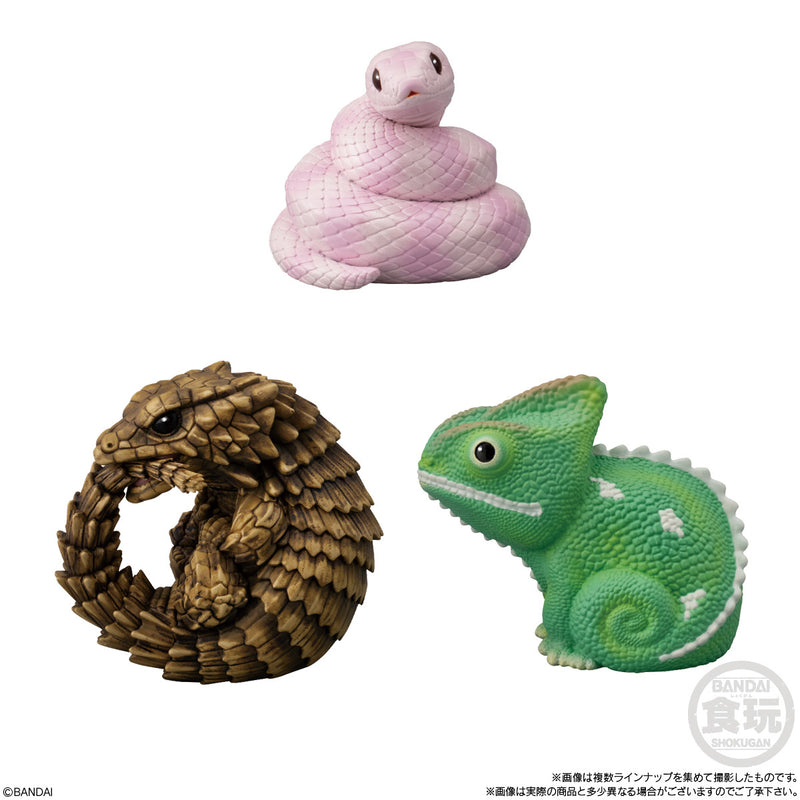 Reptiles & Amphibians | Tenori Friends 11