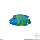 Ocean Creatures | Tenori Friends 3