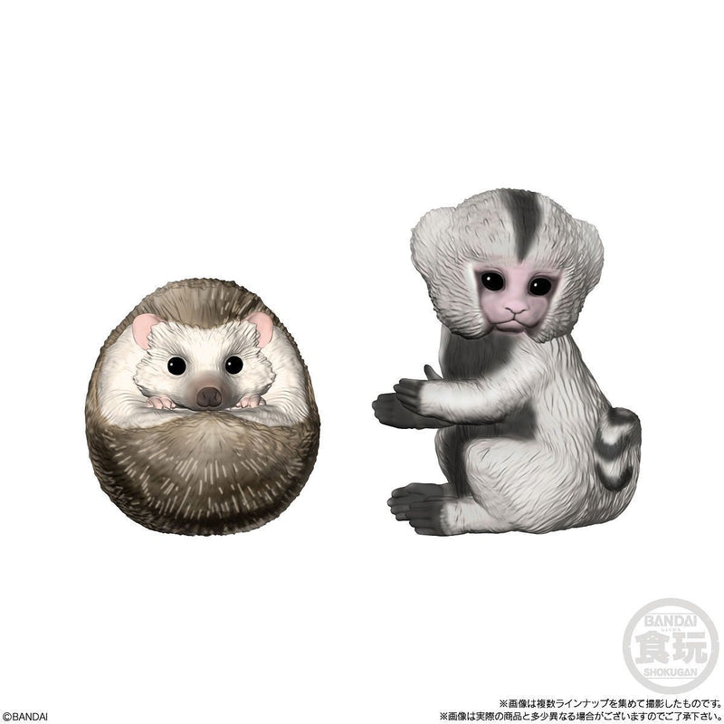 Small Animals | Tenori Friends 5